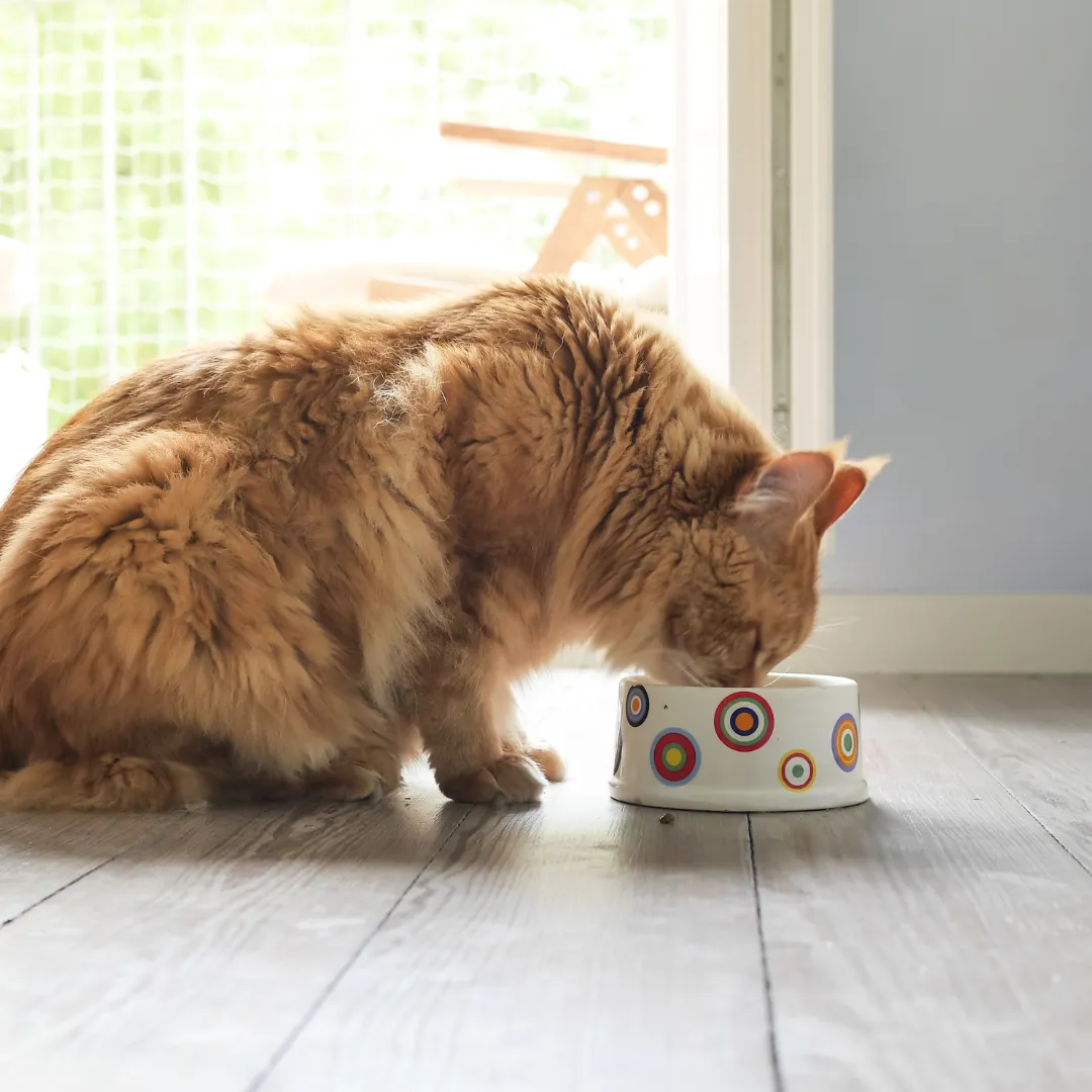 Alimento Húmedo Completo Chef's Recipe Salmón Kanu Pet para Gatos - Image 5