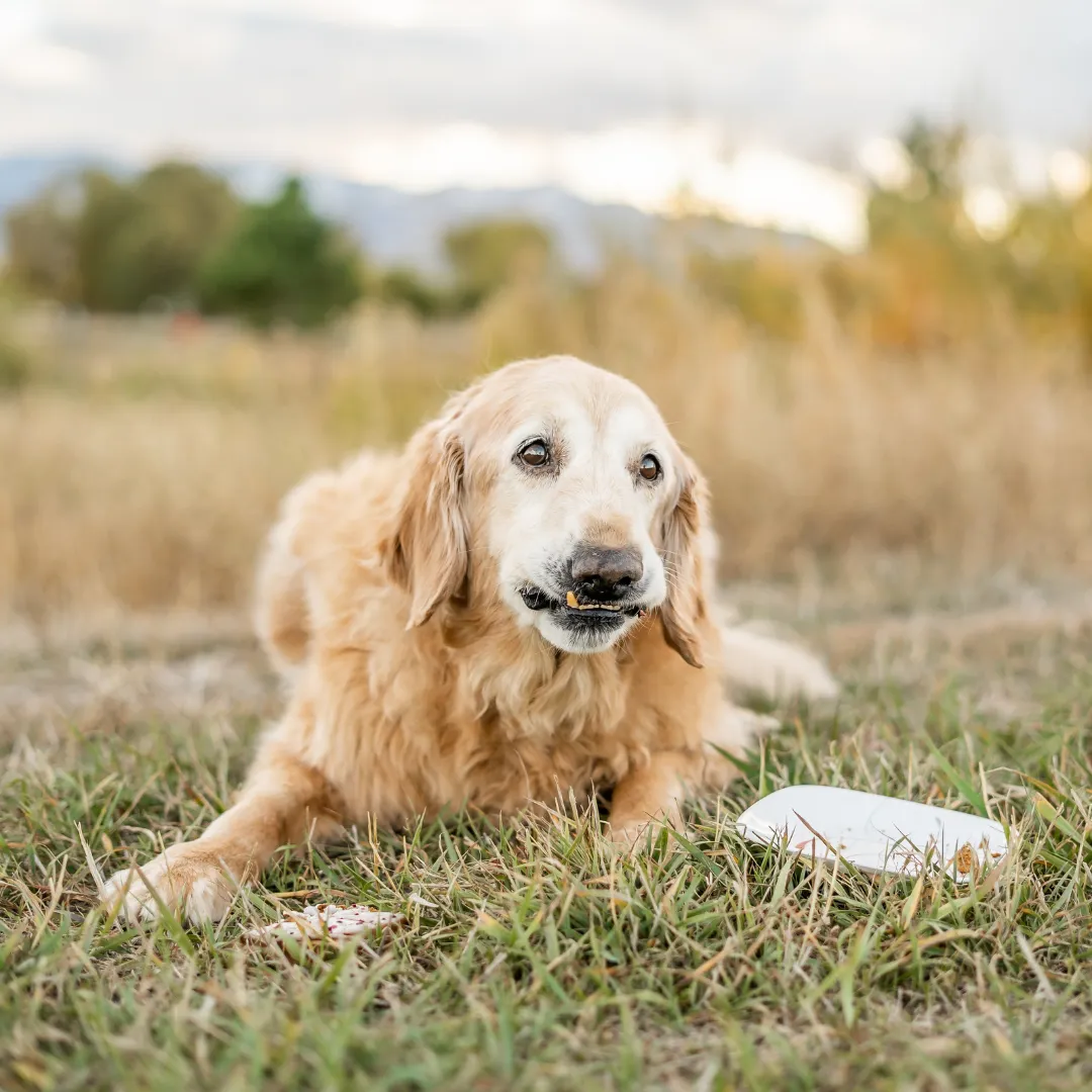 Alimento Húmedo Completo Chef's Recipe Kanu Pet para Perro Senior - Image 5