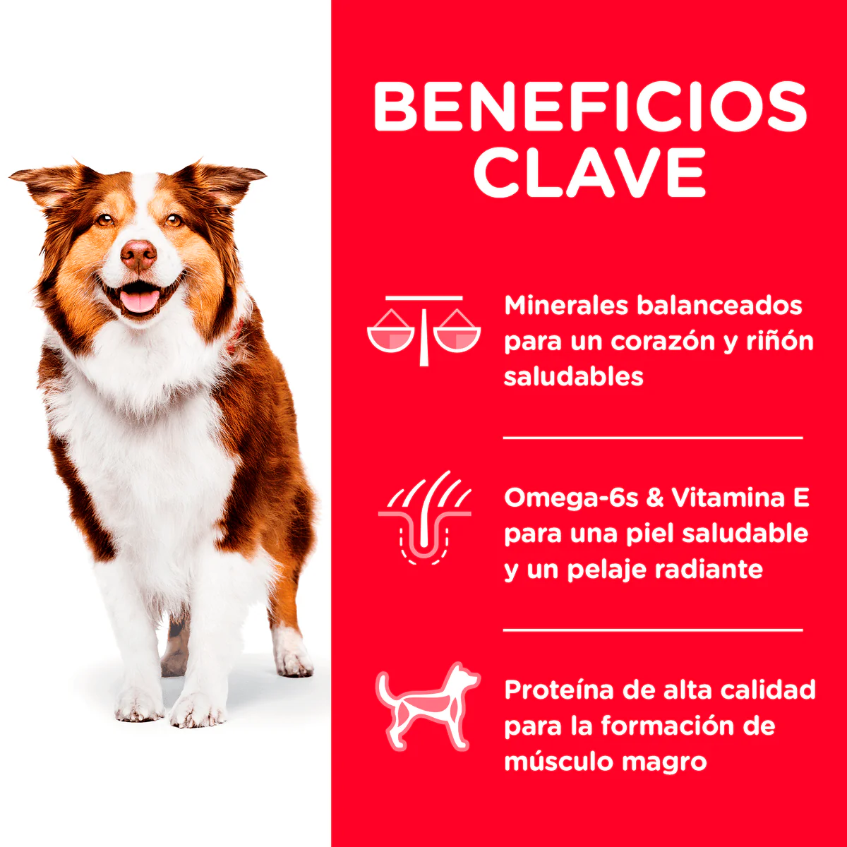 Alimento Seco Hills Canino Senior Original para Perro - Image 4