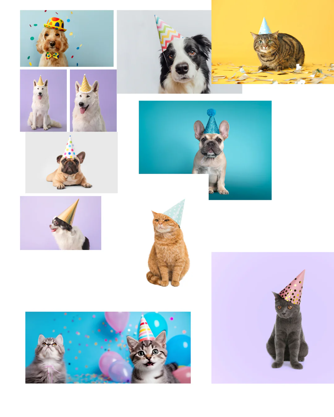 Alimento Seco Kanu Pet Bark Pollo Kanu Pet para perro adulto todas las razas - Image 30