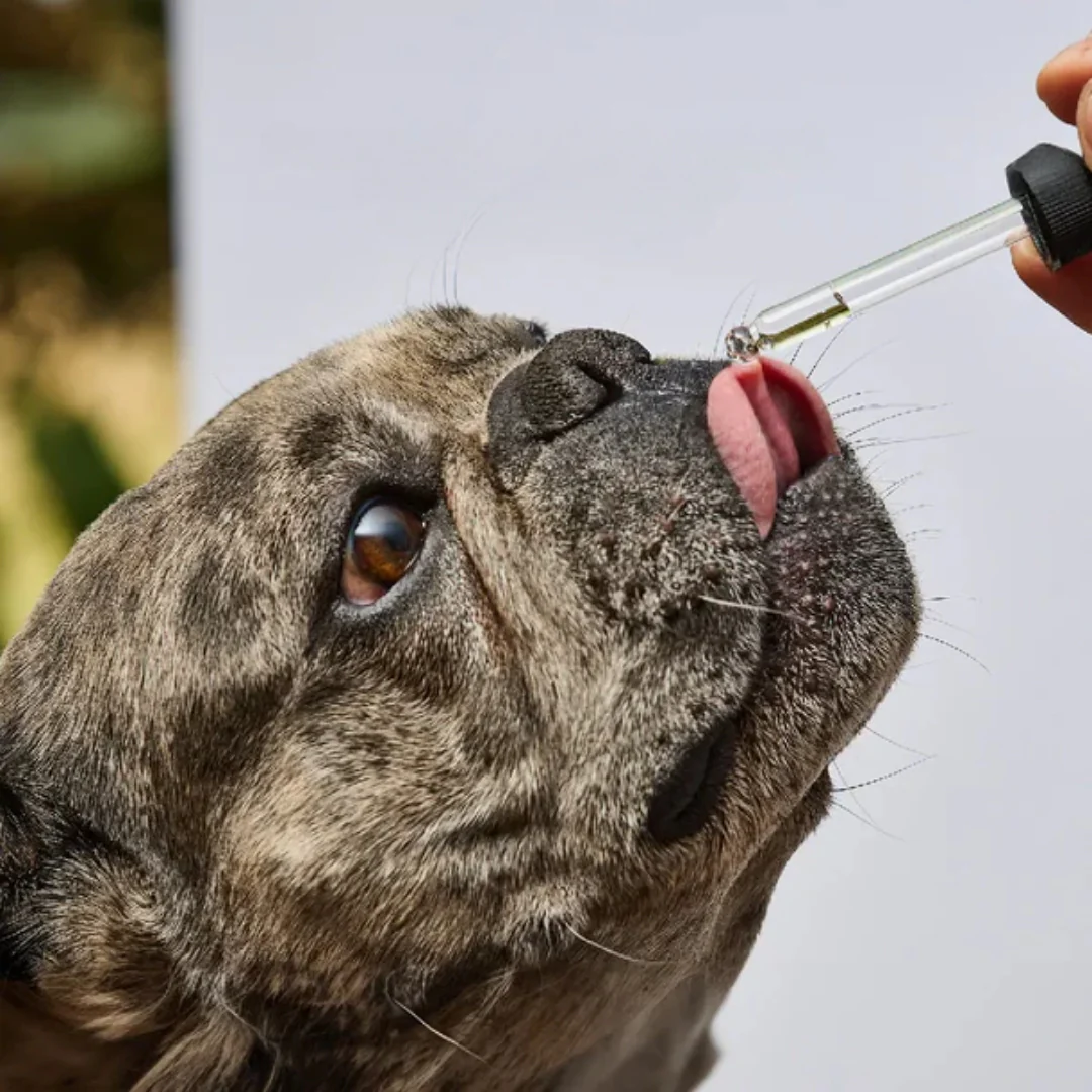 Esencia Floral Viaje Kanu Pet para Perros y Gatos - Image 5